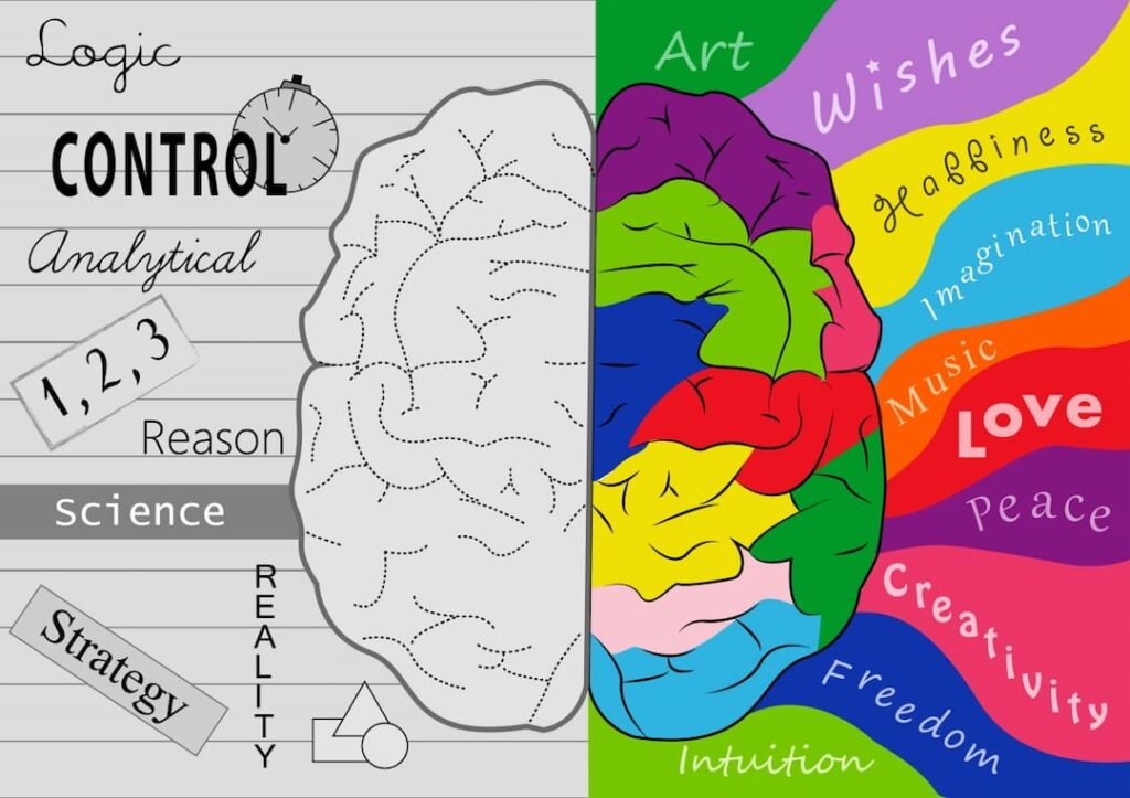 left and right brain hemisphere illustration