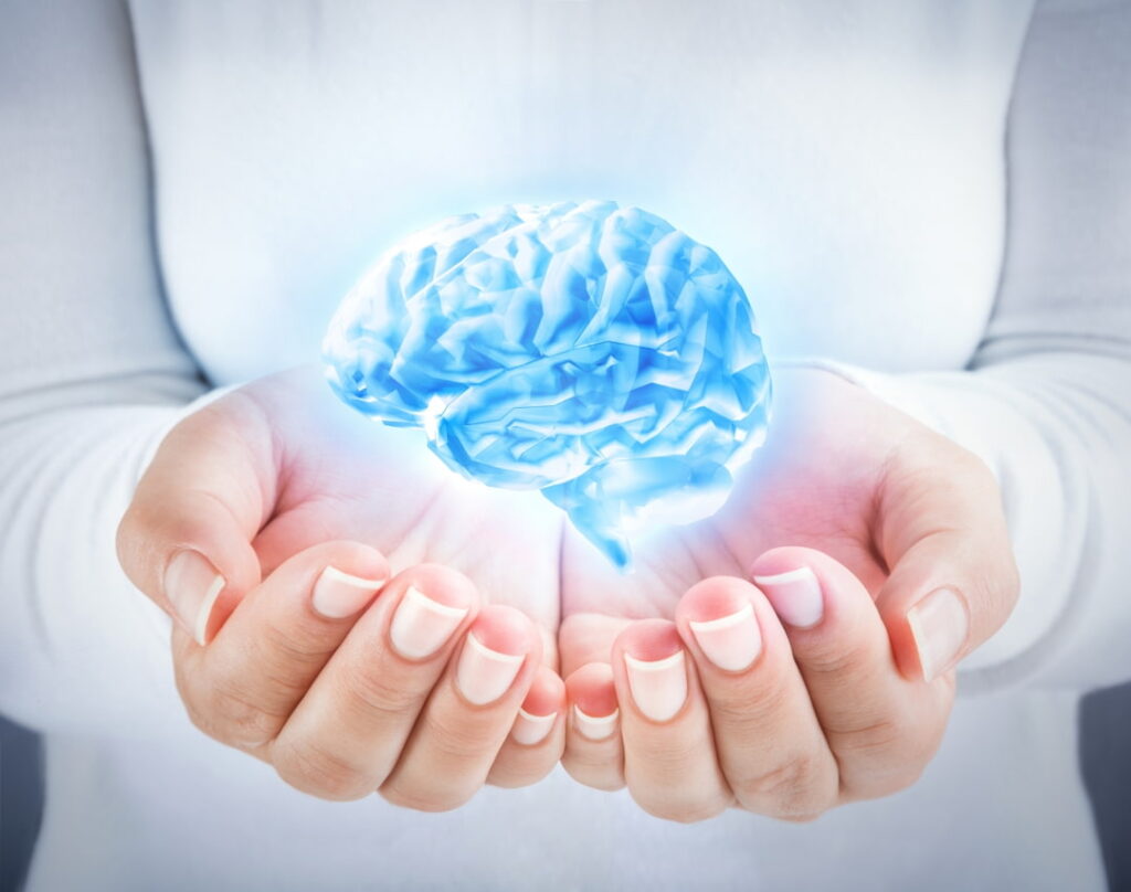 a human brain model in female hands