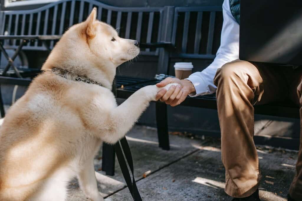 a man holding dog's paw